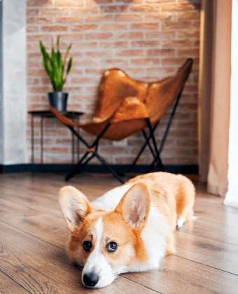 dog
